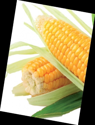 Corn, sweet corn !