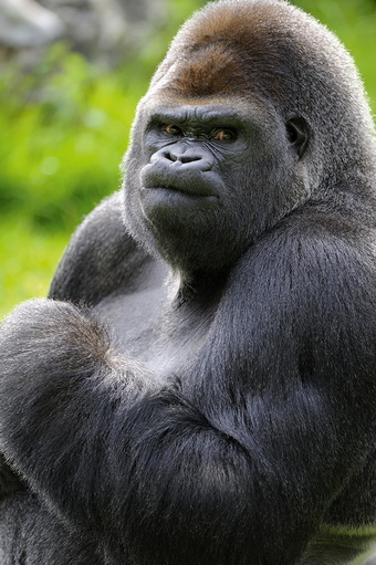 Partenaire du ZooParc de Beauval