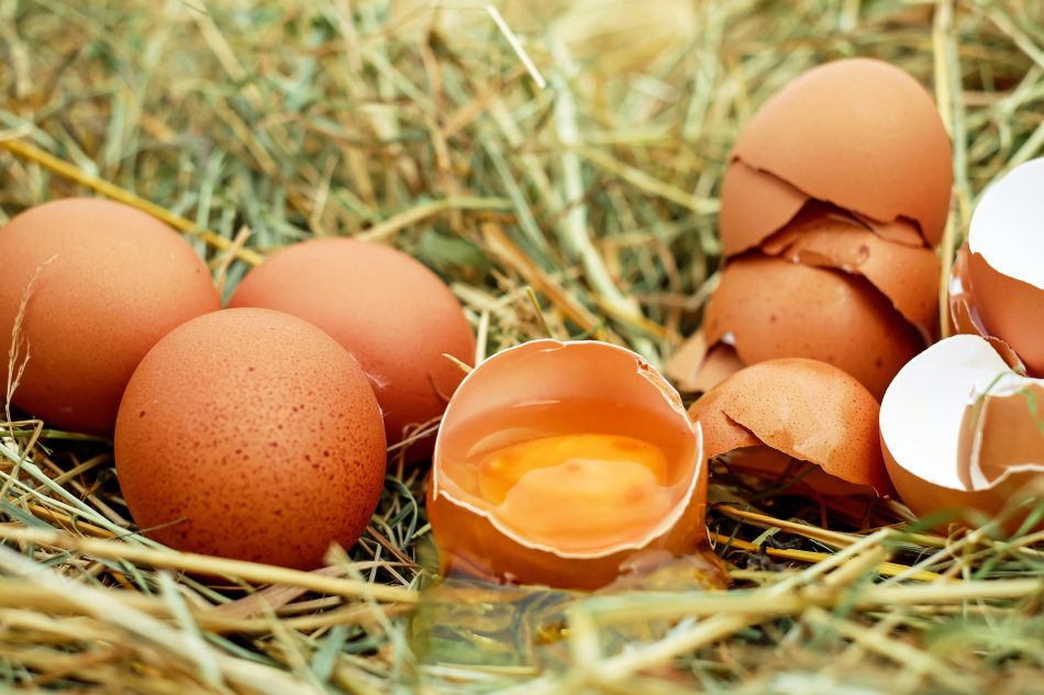 Fipronil, amitraze : la crise des œufs contaminés s’étend