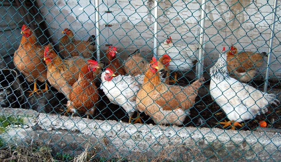 Marie n’utilisera plus d’oeufs issus de poules élevées en cages