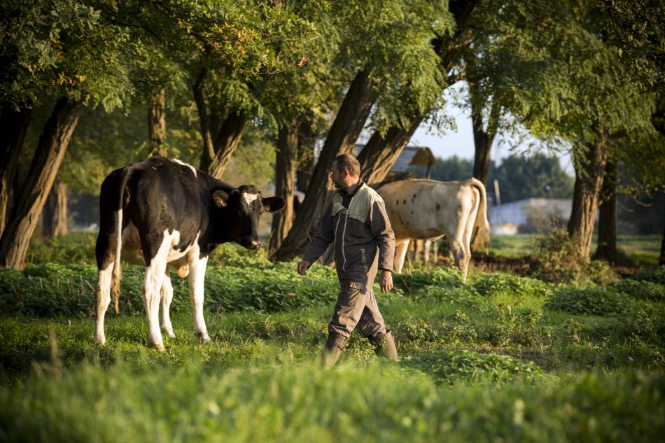 Revalorisation de la filière laitière : « Les Laitiers Responsables » de Candia