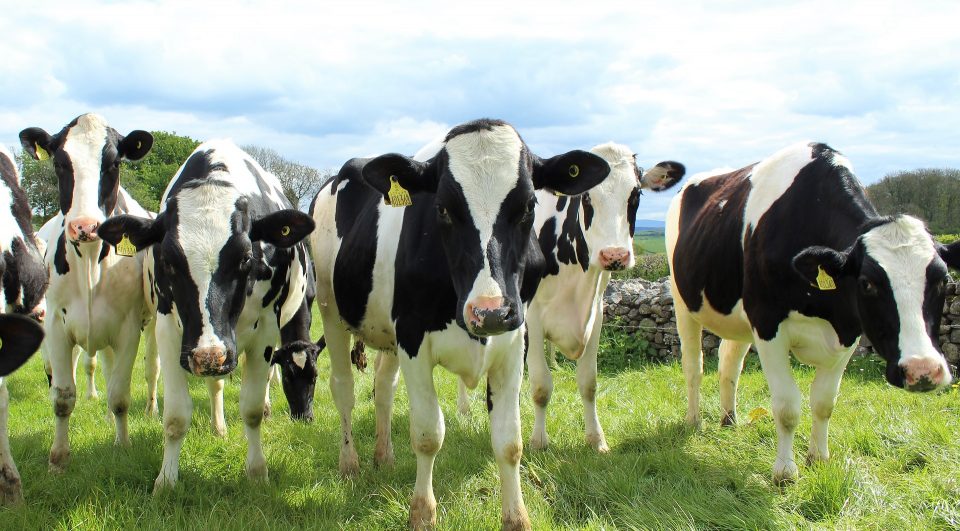 Bel – WWF : charte mondiale pour une filière laitière amont durable