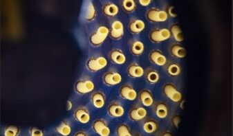 Barilla souhaite profiter des arbitrages des consommateurs vers les produits essentiels, comme les pâtes