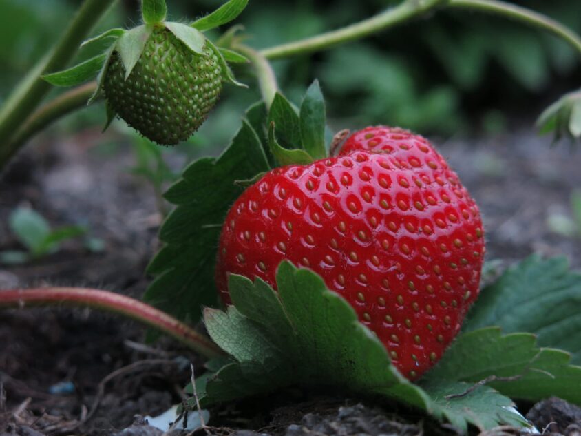Le marché des fraises françaises fait face à un afflux de volumes inédit