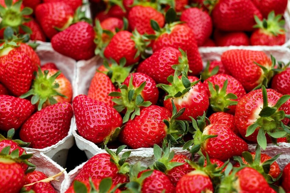 AOPN Raspberry Strawberries in France creates the first national network for varietal strawberry selection aopn raspberry strawberries france creates