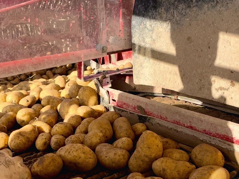 Thaas Chips : Atouts différenciants sur un marché concurrentiel