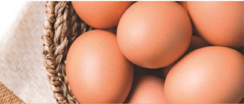 La filière œufs françaises s’emballe contre les importations ukrainiennes