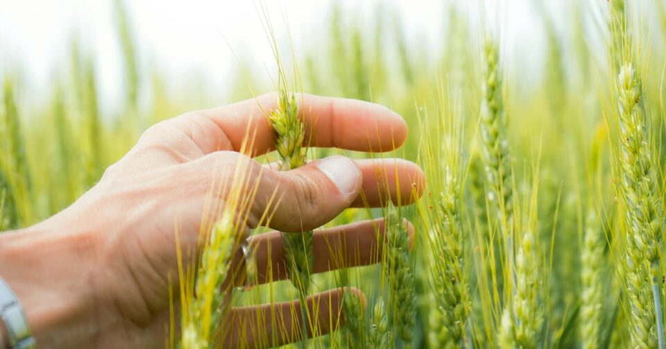 Bio : Demande en hausse, offre en baisse Bio : Demande en hausse, offre en baisse