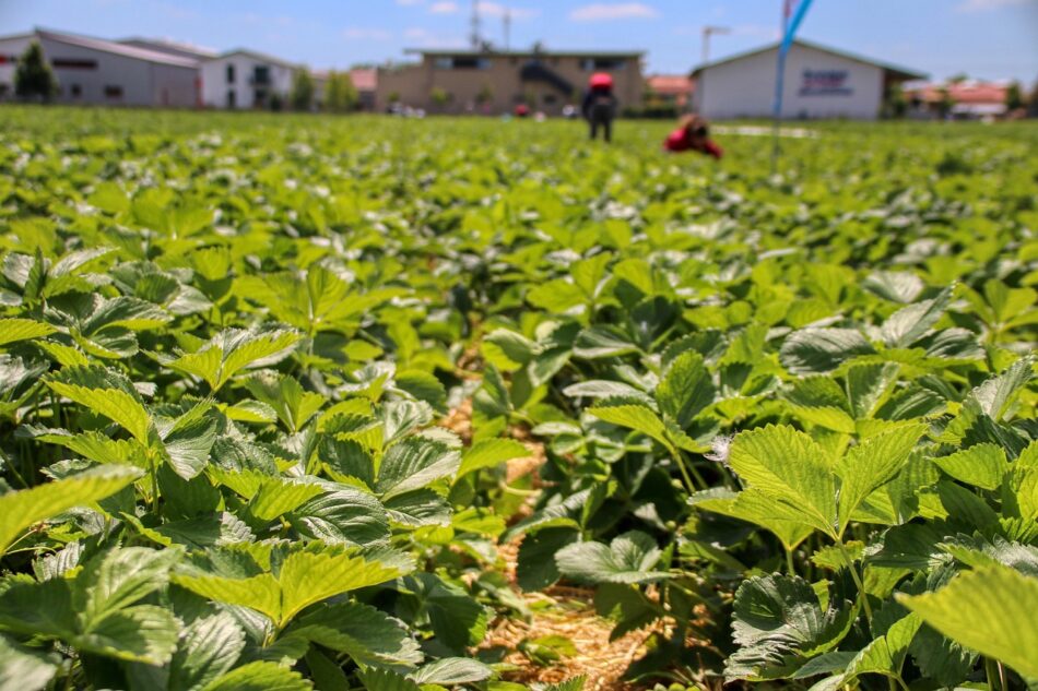 Le ministère de l’agriculture veut expérimenter un affichage sur la rémunération du producteur