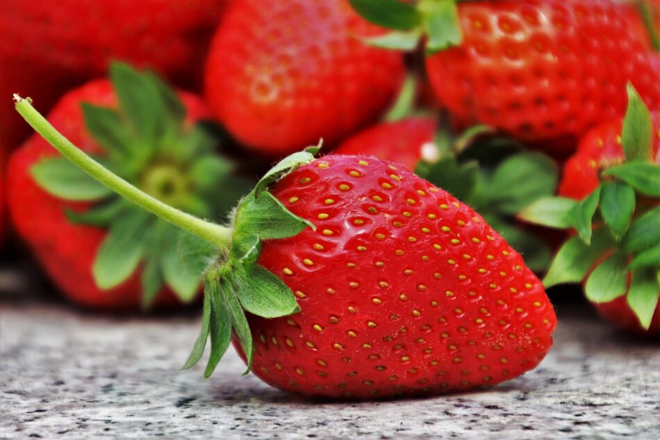 Les producteurs de fraises s’estiment délaissés par la GMS
