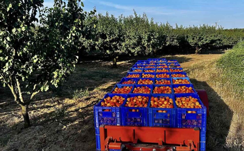 Lidl confirme son soutien à la filière de l’abricot français