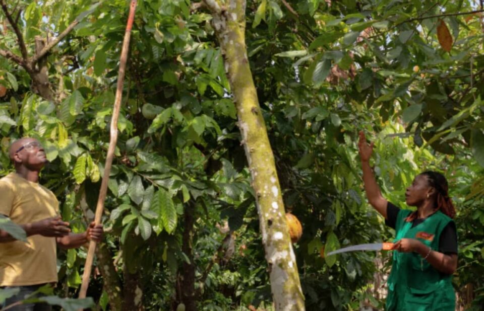 Nestlé accélère l’autonomie et les revenus des cacaoculteurs ivoiriens