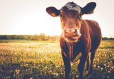 Lidl et Savencia : Soutien à la filière laitière, Points de Vente