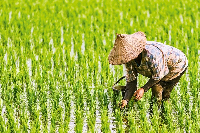 Marché du riz : Réels risques de pénurie