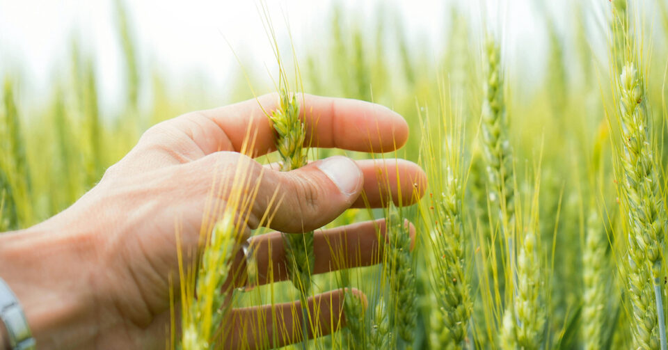 Bio : Demande en hausse, offre en baisse