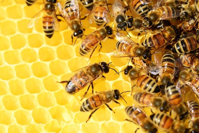 Système U crée une filière de miel français