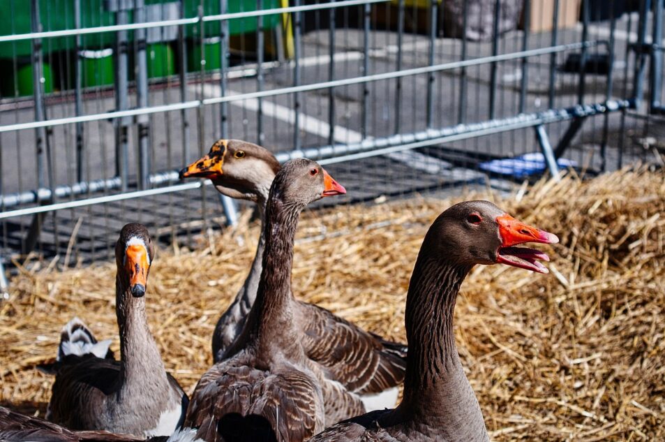 Un rapport dénonce l’opacité des aides publiques allouées à la filière foie gras en Nouvelle-Aquitaine