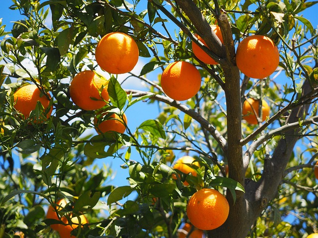 Unijus alerte sur le risque possible de concentré d'orange