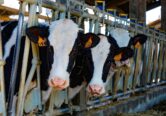 Les foodtech innovantes ont un role &agrave; jouer dans le bien etre animal