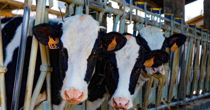 Les foodtech innovantes ont un role à jouer dans le bien etre animal