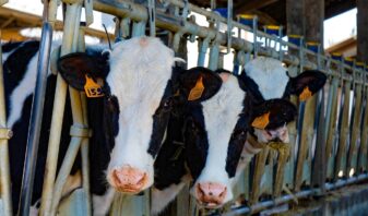 Les foodtech innovantes ont un role à jouer dans le bien etre animal