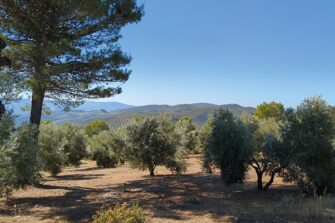La filière de l'huile d'olive affronte les crises climatiques et économiques