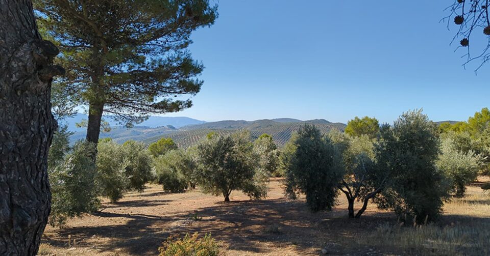 Huile d’olive : Pénurie et inflation