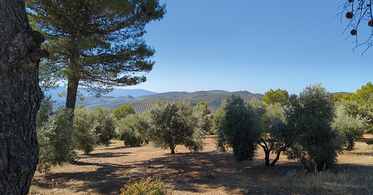 La filière de l'huile d'olive affronte les crises climatiques et économiques